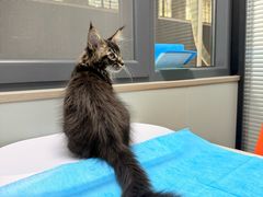-伟伟宠物医院·CT影像中心·瑞派犬猫综合性门诊(汉口总院)
