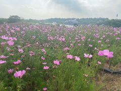 -大塘金香草谷
