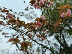 -八大山人梅湖景区