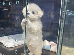 -FAELING PETS美天灵宠物(富力广场店)