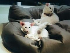 -飞行喵MR PILOT|猫舍·猫咖(静安大融城店)