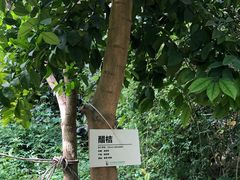 -呀路古热带植物园