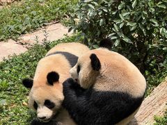 -中国大熊猫保护研究中心雅安碧峰峡基地