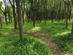 -嘉北郊野公园