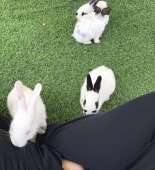 -萌宠亲子动物乐园(槐房万达店)