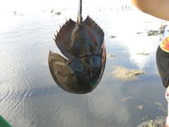-红树林天天赶海