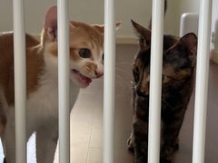 -宠颐生宠物医院·犬猫全科·皮肤科(商业街店)