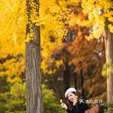 上海这片像身处国外公园的银杏林，竟如此的美🍂