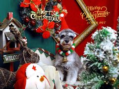 -超宠爱宠物摄影-Super pet