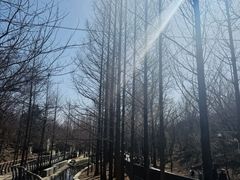 -白水寺森林公园