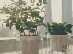 -双季花艺园艺市场(浦东店)