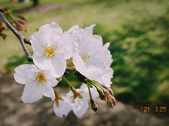 -上海滨江森林公园