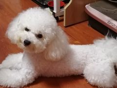 -翊宠yipet猫狗购宠庄园犬舍•猫舍