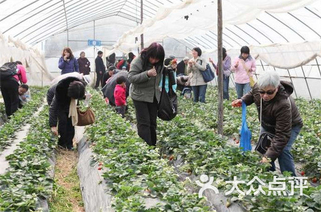 青浦採摘阿斌草莓園農家樂四季果園(阿斌農家樂)22圖片 - 第429張