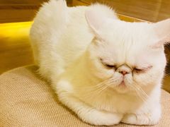 -猫腻·猫咖·撸猫馆(星光大道店)