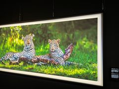 -罗红摄影艺术馆