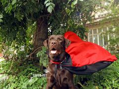 -超宠爱宠物摄影-Super pet