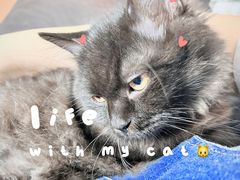 -momokira米努特·德文卷毛猫·棉花面纱犬