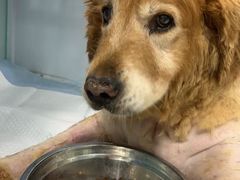 -达爱动物医院·犬猫分区·CT·复杂眼科(远洋山水分院)