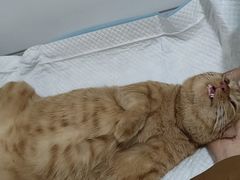 -灵美宠物诊所