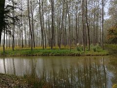 -合肥滨湖国家森林公园