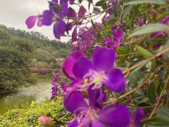 -南国桃园旅游度假区