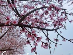 -桃花堤公园
