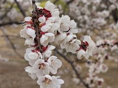 -桃花堤公园