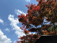 -四明山国家森林公园