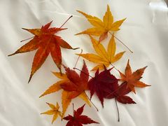 -刘长兴(逸仙桥店)