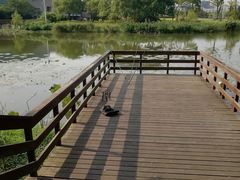 -新江湾城公园