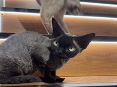 -琪喵猫屋·撸猫猫咖·猫舍