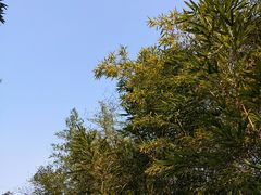 -龙头寺公园