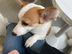 -Let's go狗咖·猫咖·奶狗·桌游(春熙路IFS店)