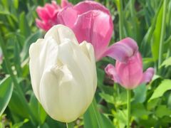 -洛阳郁金香牡丹园