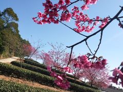 -锄山村