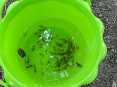 -两河城市森林公园