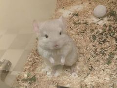 -龙猫仔乐园(惠福东路店)