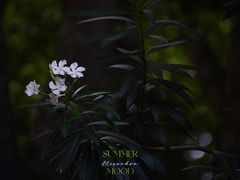 -上海植物园·停车场