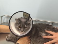-中农大我爱我爱24h动物医院·中医针灸·猫专科·骨科医疗中心(双井店)
