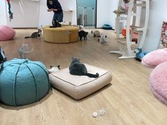 -1013 PET SHOP精品宠物商店(丁香店)