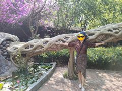 -瑞丽独树成林风景区