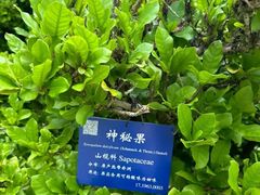 -中国科学院西双版纳热带植物园