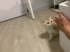 -东方名猫馆·英短金渐层布偶猫舍(环线广场1号楼店)