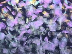 -海合安天津极地海洋公园