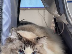 -宠颐生宠物医院·犬猫全科·皮肤科(商业街店)