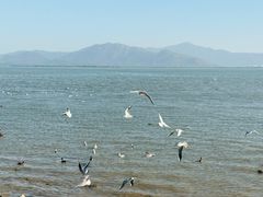 -深圳湾公园(南山区)