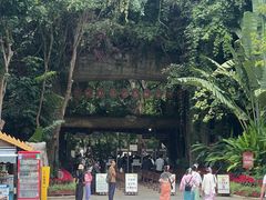 -西双版纳原始森林公园