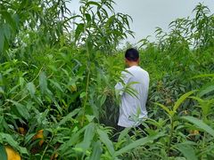 -南汇新场正宗水蜜桃采摘