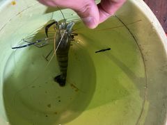 -小象钓虾·营地烧烤(洛溪店)